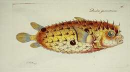 Image of Web Burrfish