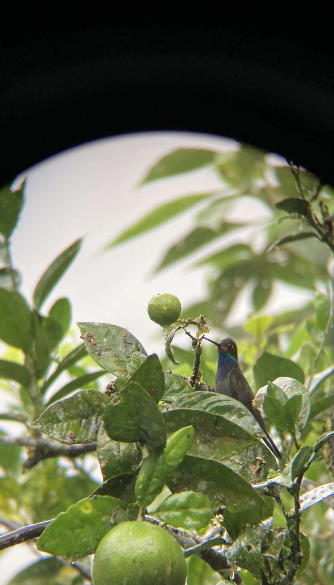 Image of Rufous-gaped Hillstar