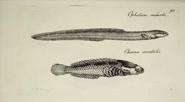 Image of Ceylon snakehead