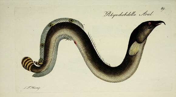 Imagem de Macrognathus aral (Bloch & Schneider 1801)