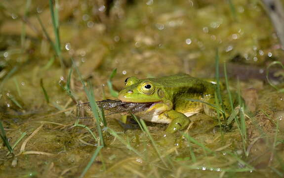 Imagem de Pelophylax lessonae (Camerano 1882)