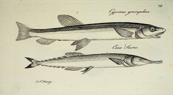 Image of Beaked salmon