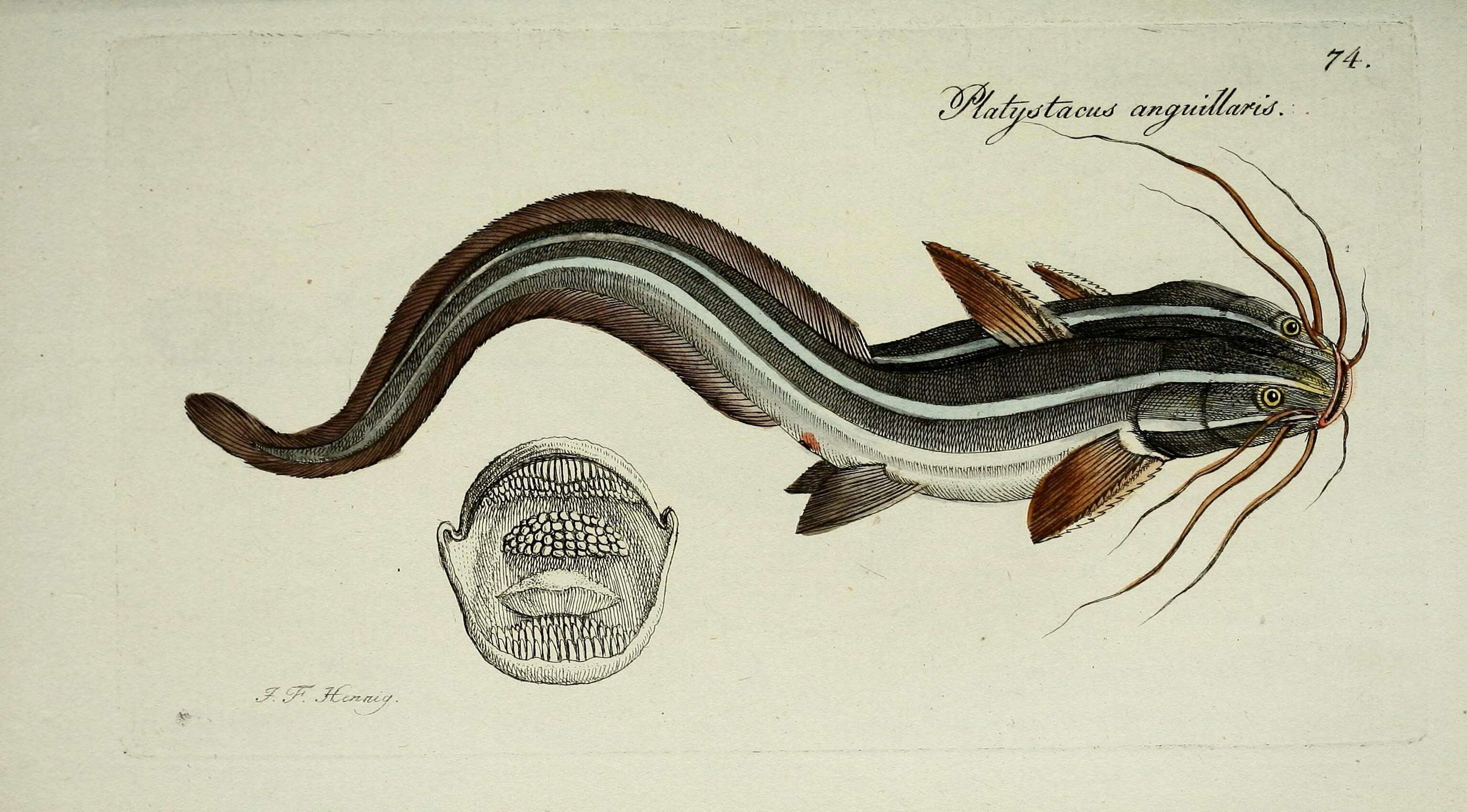 Imagem de Plotosus lineatus (Thunberg 1787)