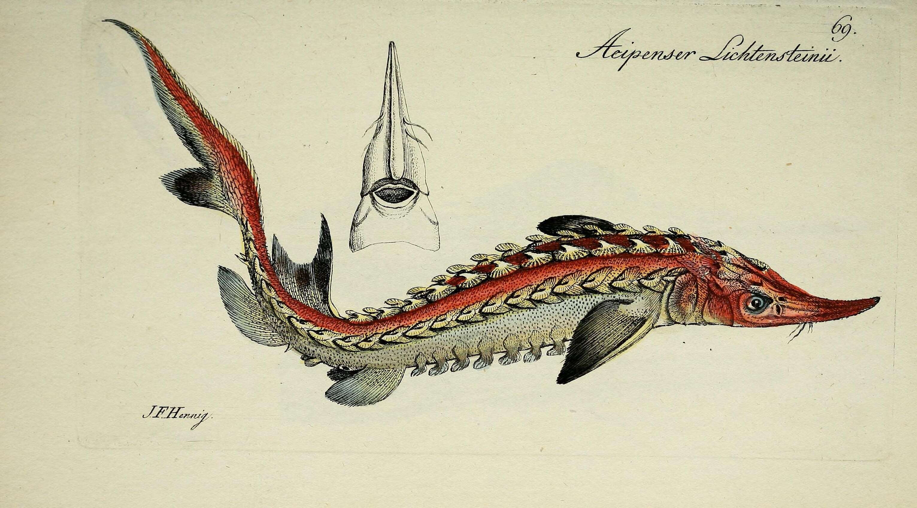 Image of Gulf Sturgeon