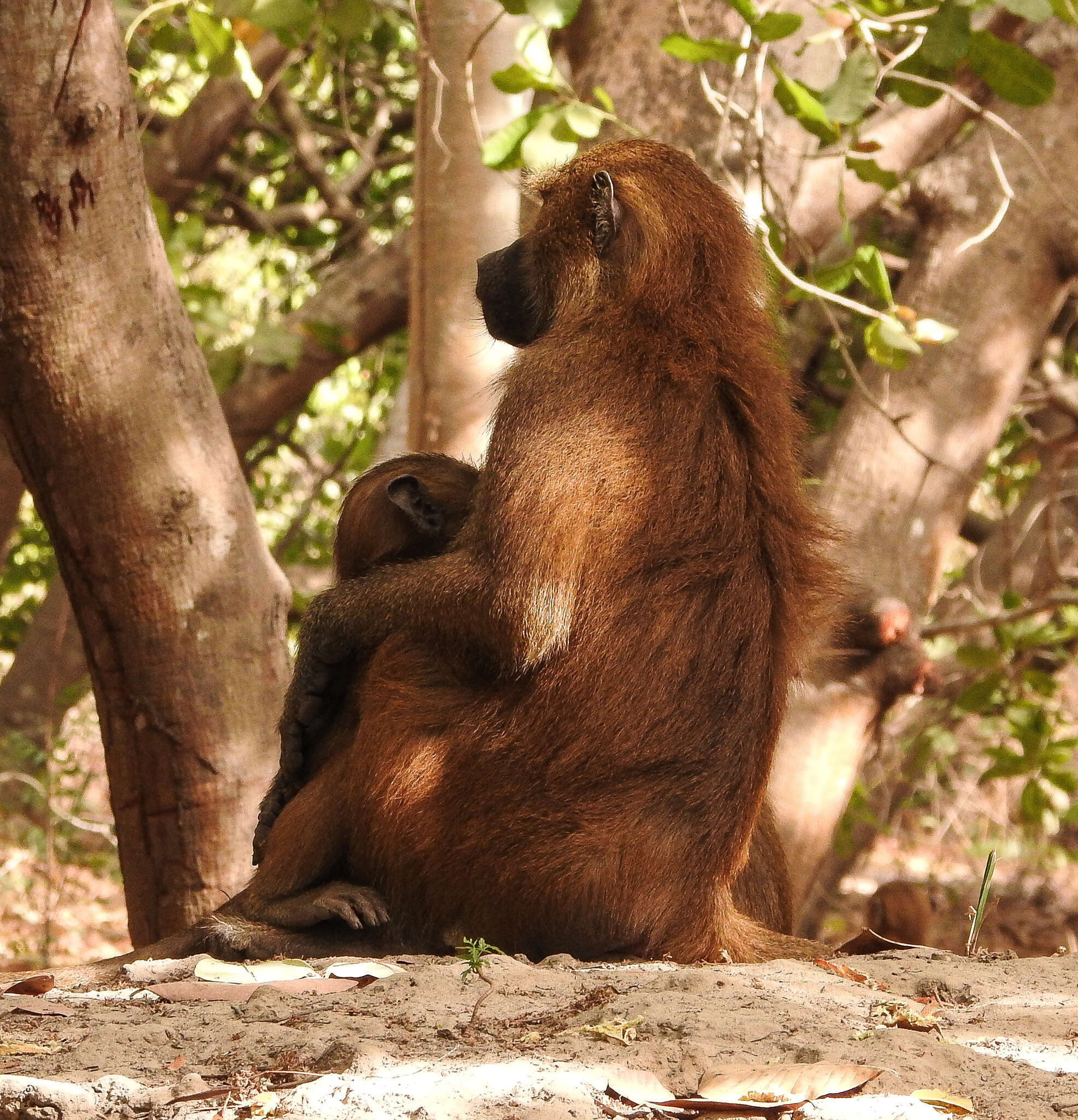 Image of Guinea Baboon