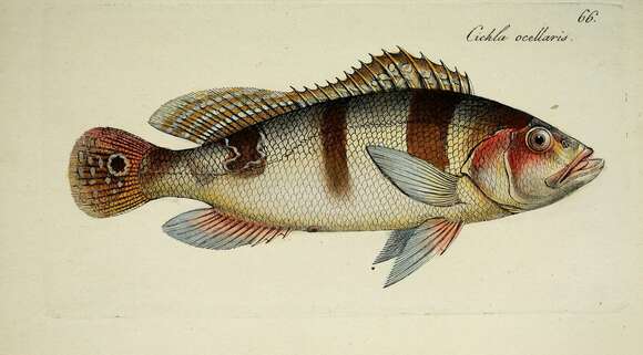 Image de Cichla ocellaris Bloch & Schneider 1801