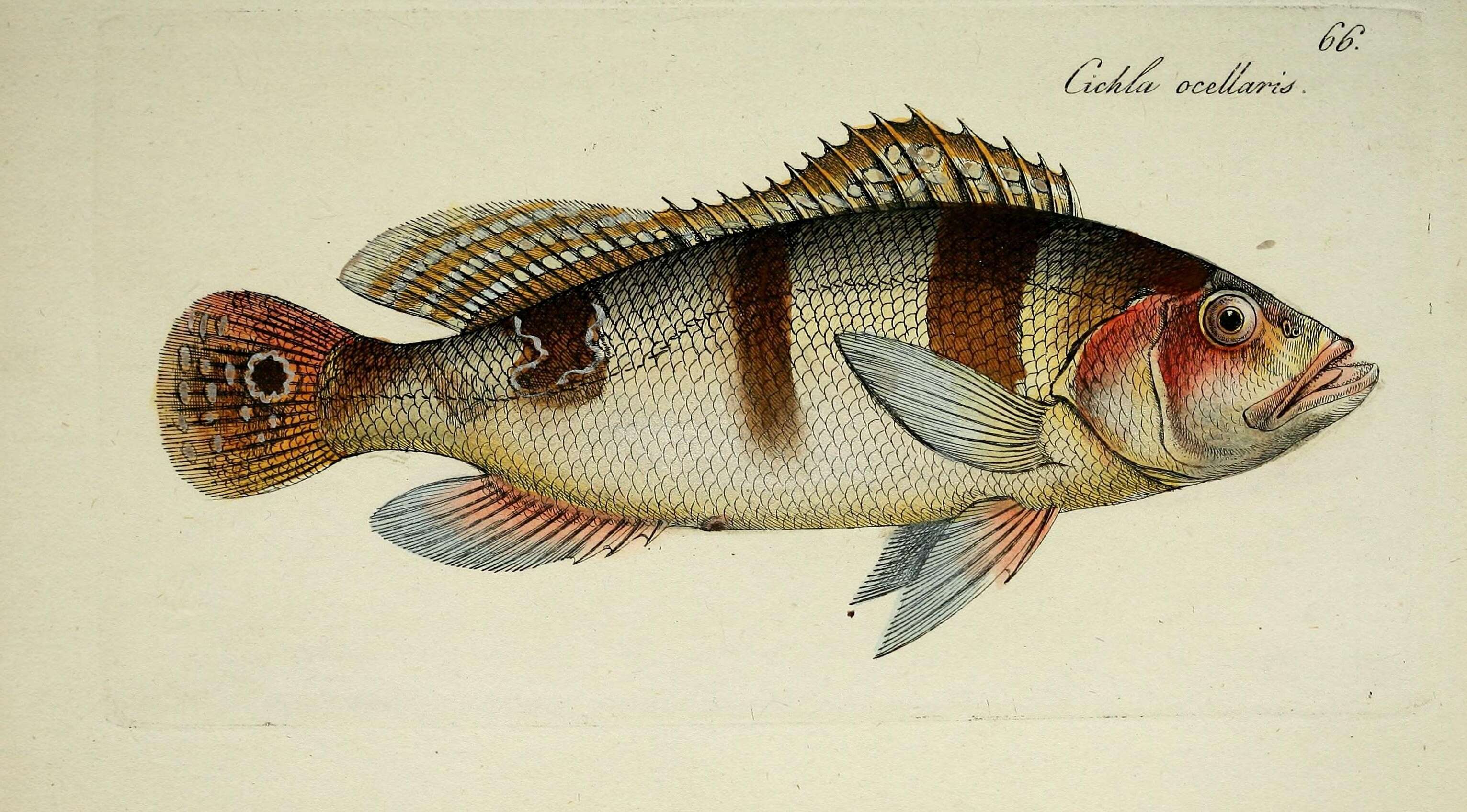 صورة Cichla ocellaris Bloch & Schneider 1801