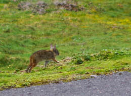 Image of Andean tapeti