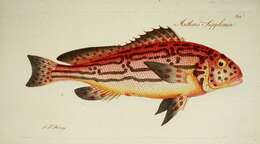 Anthias resmi