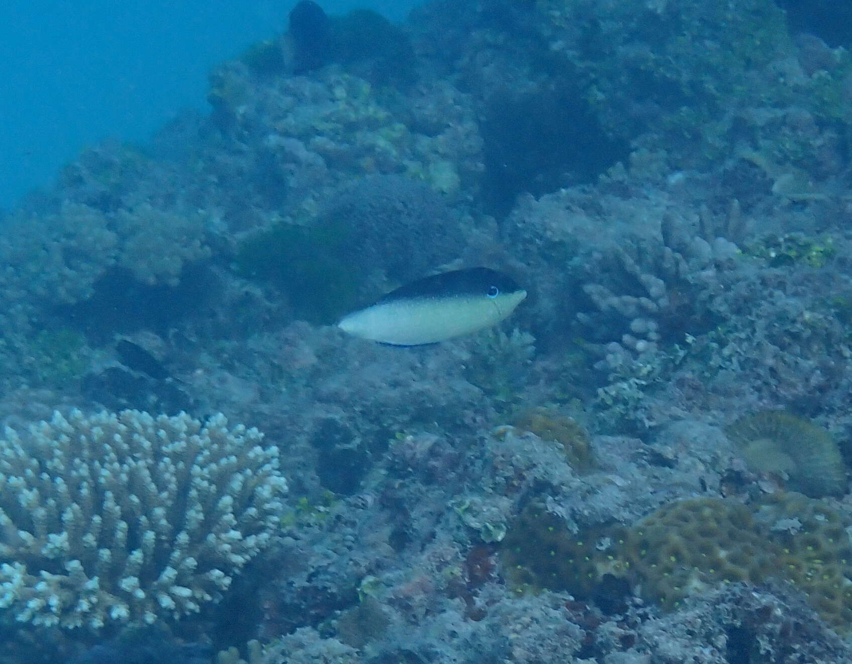 Image of New guinea wrasse