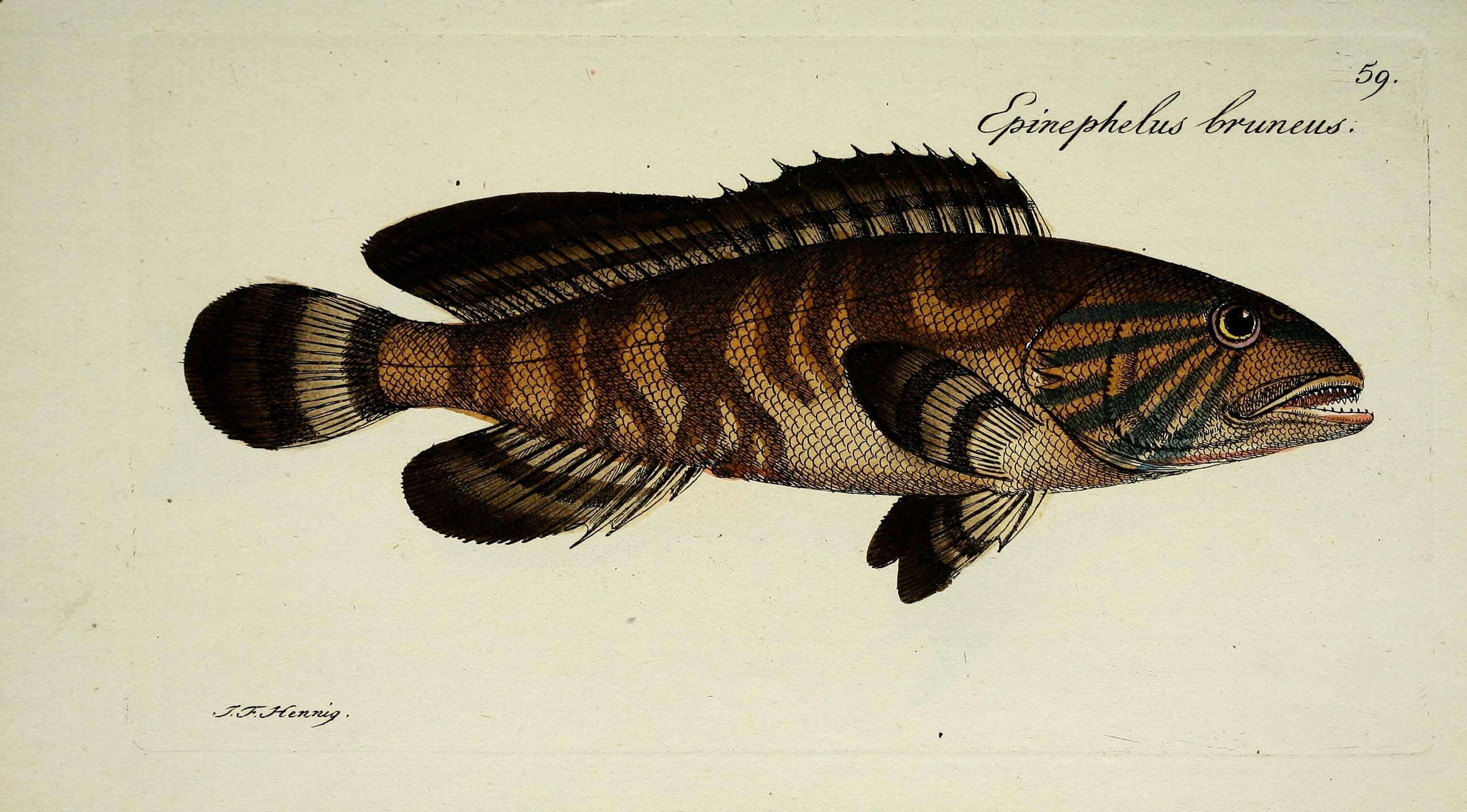 Image of Kelp Grouper