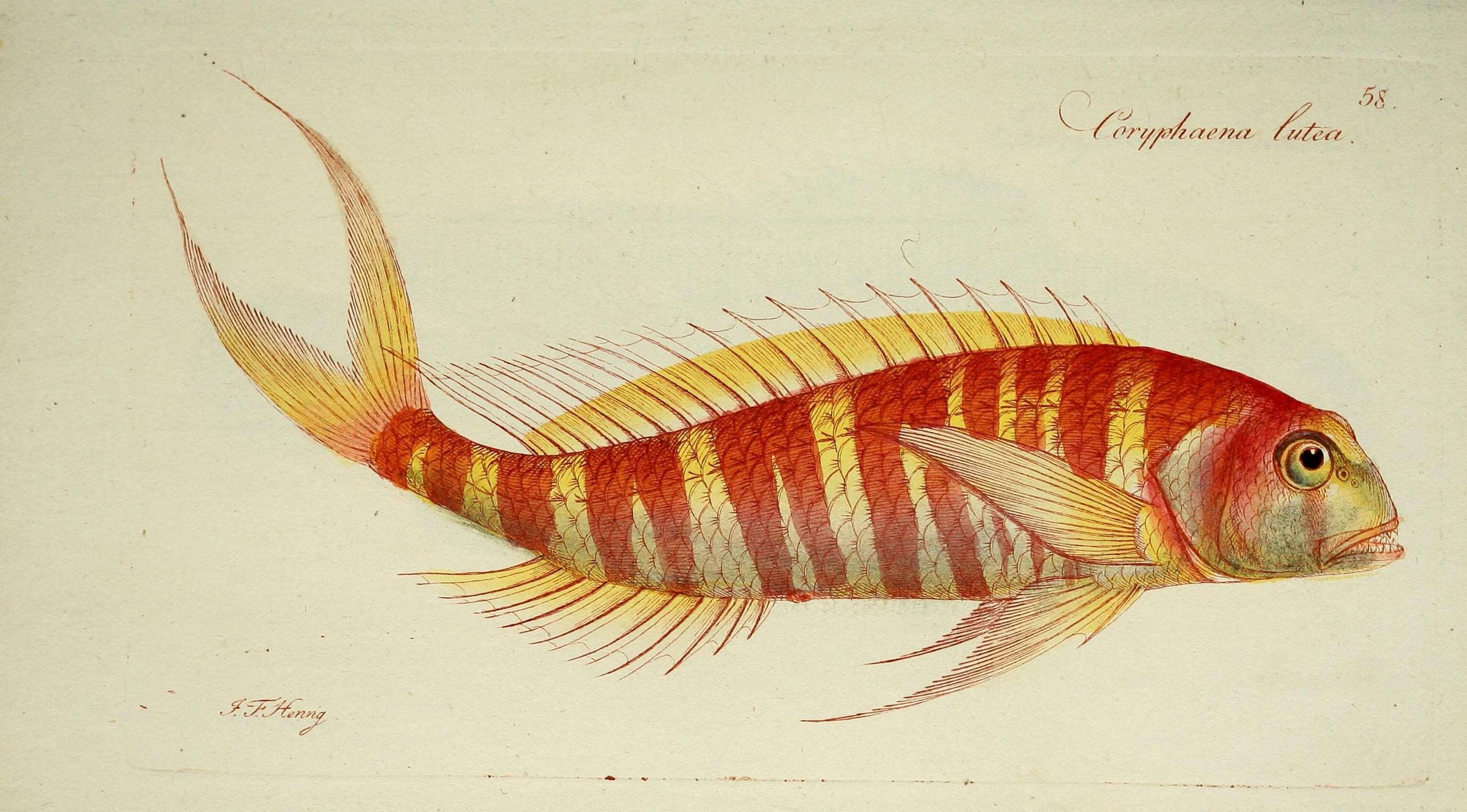 Imagem de Nemipterus japonicus (Bloch 1791)