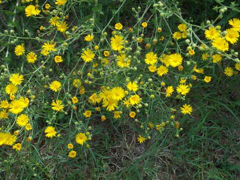 Image of Heterotheca subaxillaris subsp. latifolia (Buckley) Semple