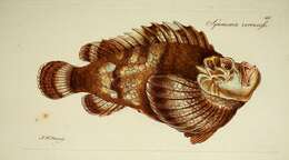 Слика од Synanceia verrucosa Bloch & Schneider 1801