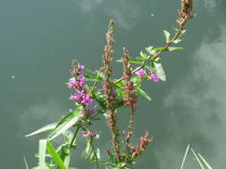 Image of Purple Loosestrife