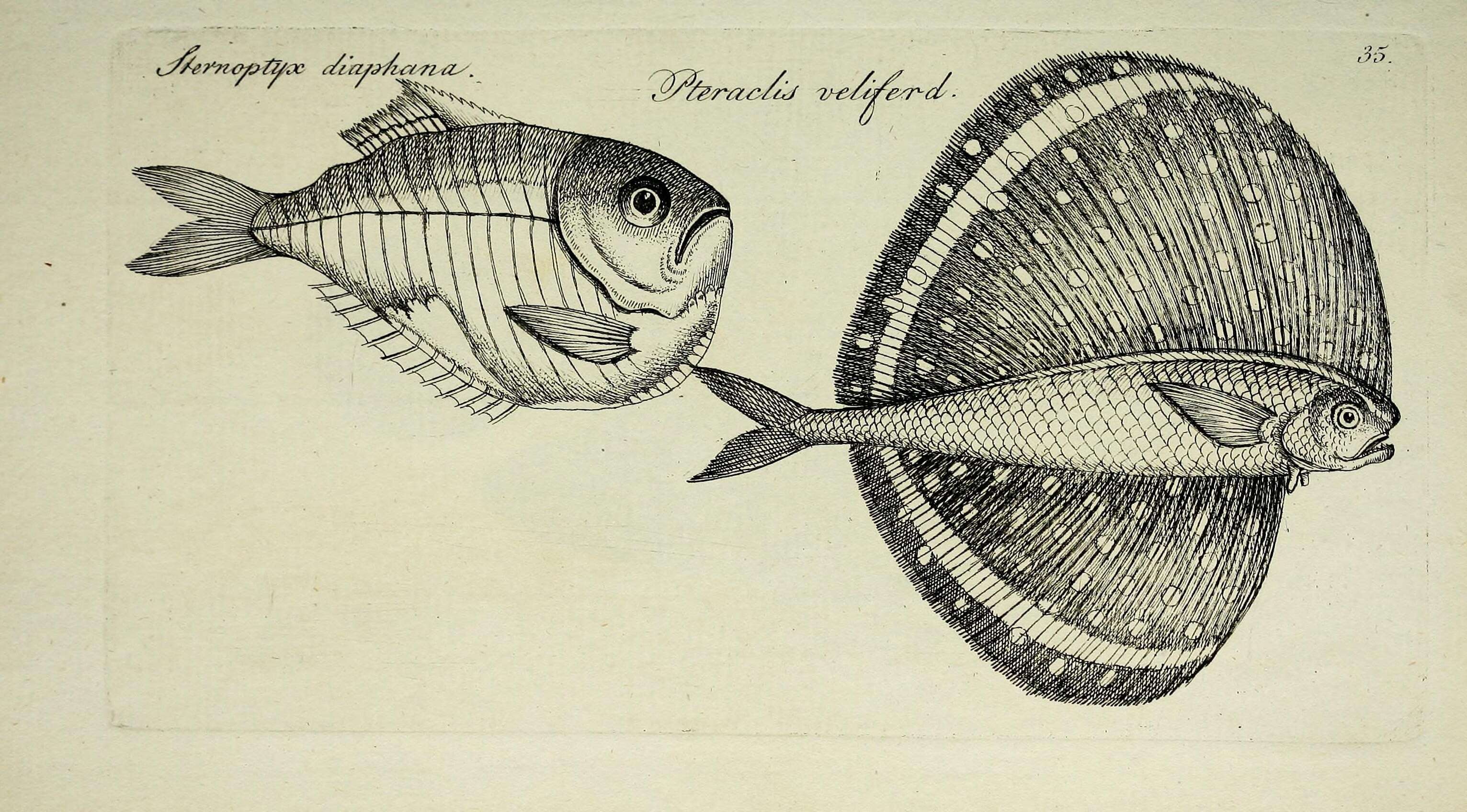 Image de Pteraclis velifera (Pallas 1770)