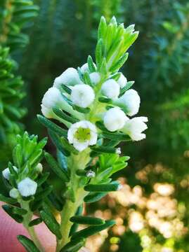 Image of Phylica ericoides var. ericoides