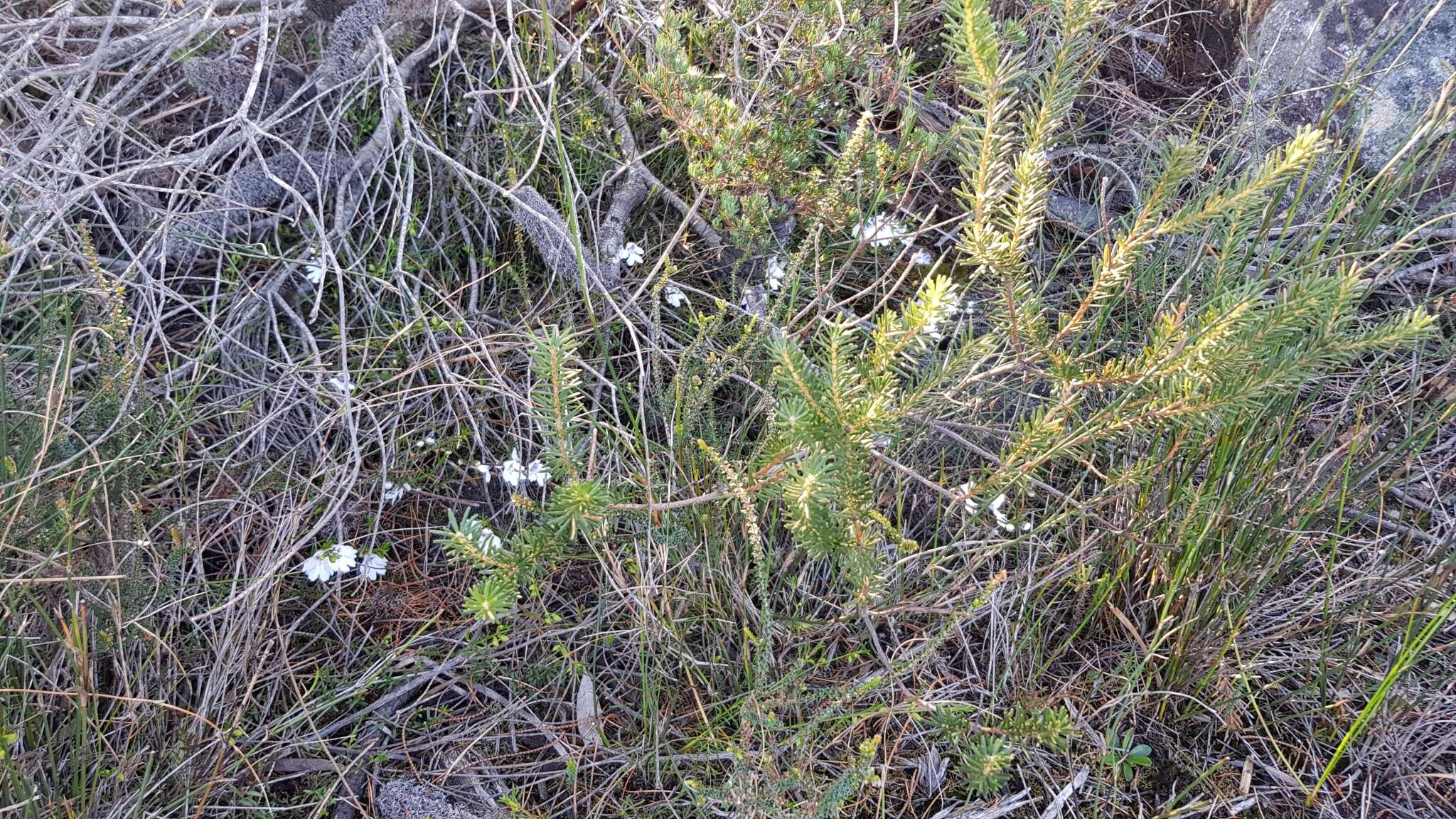 Image of Prostanthera saxicola R. Br.