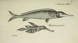 صورة Solenostomus paradoxus (Pallas 1770)