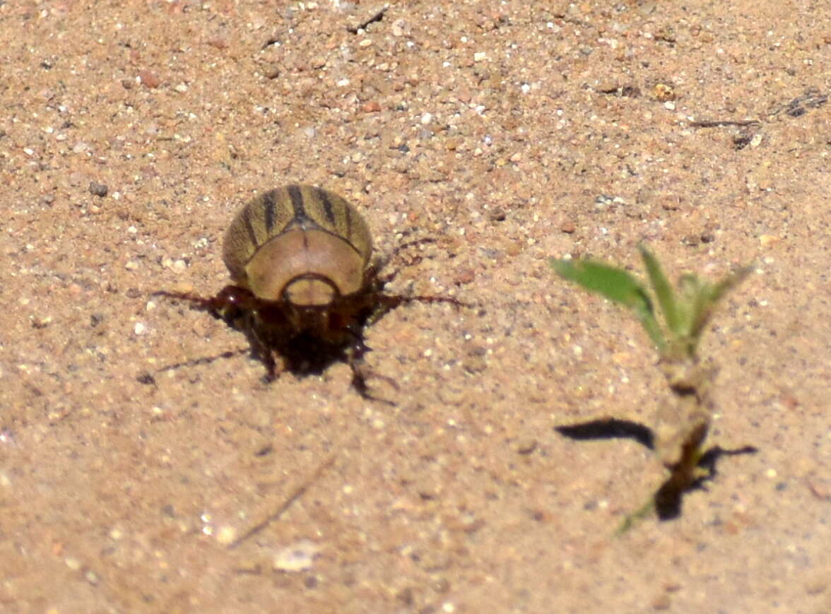 Sivun Phyllophaga (Tostegoptera) lanceolata (Say 1824) kuva