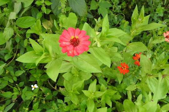 Image of ELEGANT ZINNIA