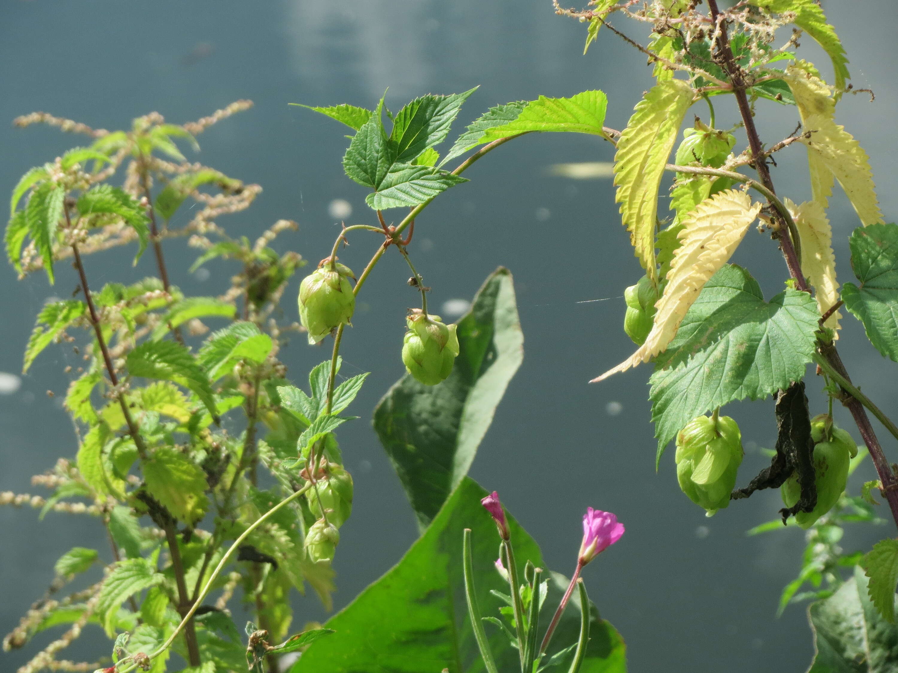 Image of Great Willowherb