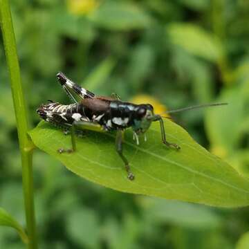 Melanoplus viridipes Scudder & S. H. 1897的圖片