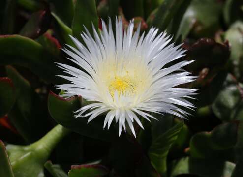 Image of Skiatophytum tripolium (L.) L. Bol.