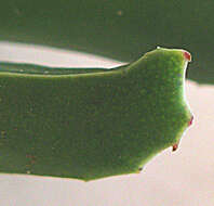 Image of Acrodon bellidiflorus (L.) N. E. Br.