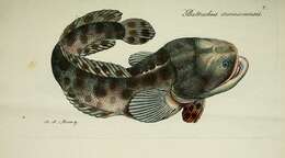 Image of Pacuma Toadfish