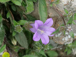 Imagem de Campanula tubulosa Lam.