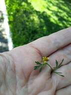 Image of Chrysanthellum indicum subsp. mexicanum (Greenm.) B. L. Turner