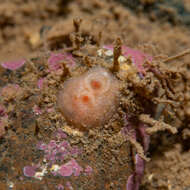 Image of blood drop sea squirt