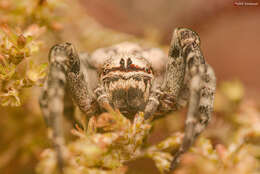 Image de Stegodyphus bicolor (O. Pickard-Cambridge 1869)