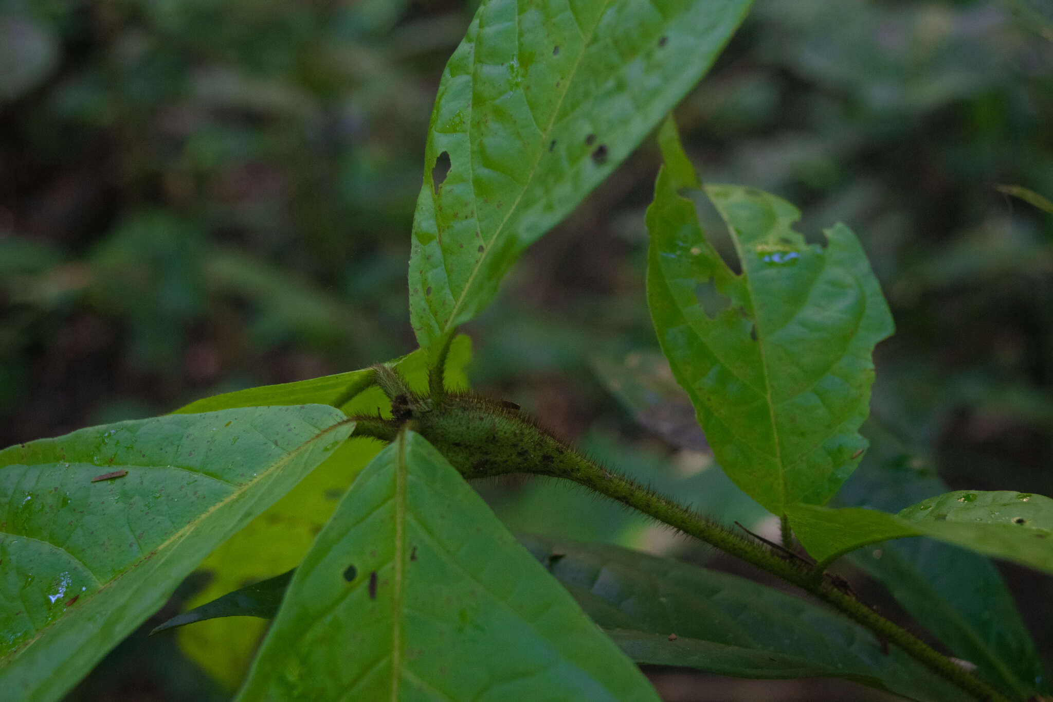 Image de Cordia nodosa Lam.