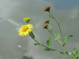 Image of common fleabane