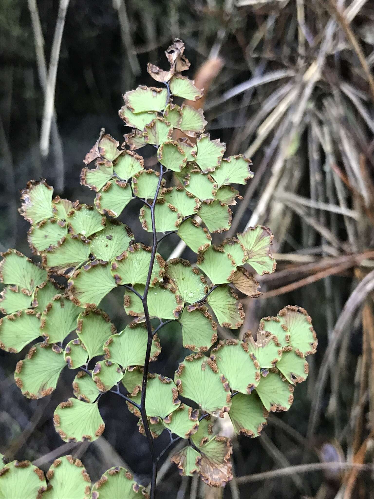 Image of Adiantum chilense Kaulf.