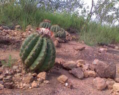 Image of Melocactus curvispinus subsp. curvispinus