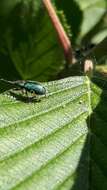 Plancia ëd Phyllobius (Phyllobius) betulinus Bechstein & Scharfenberg 1805