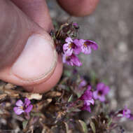 Image of Jepson's monkeyflower