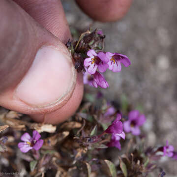 Imagem de Diplacus jepsonii (A. L. Grant) G. L. Nesom