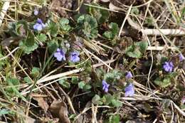 Image of Glechoma hederacea L.