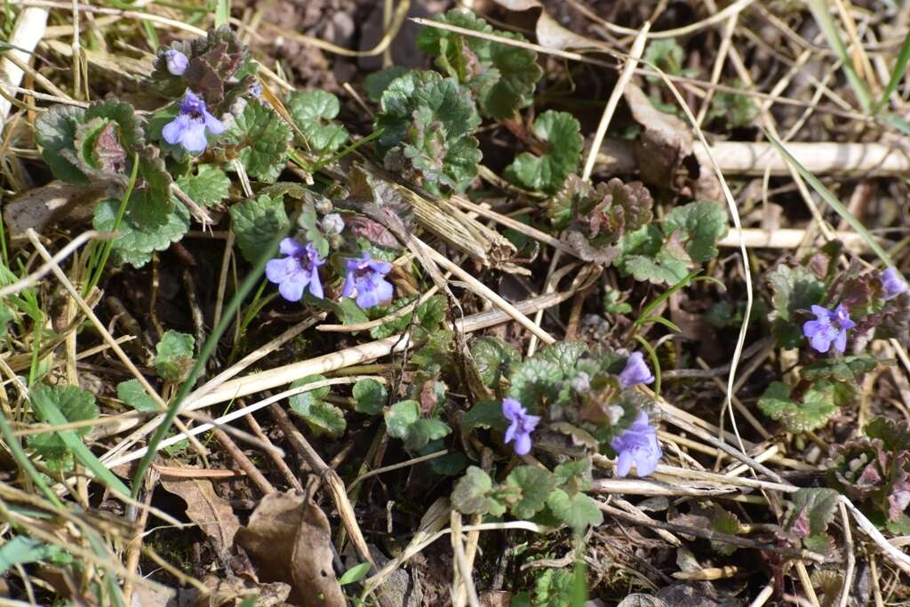 Image of Glechoma hederacea L.