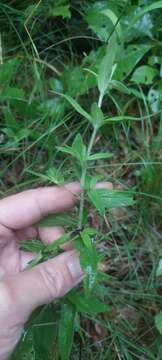 Слика од Pycnanthemum verticillatum (Michx.) Pers.