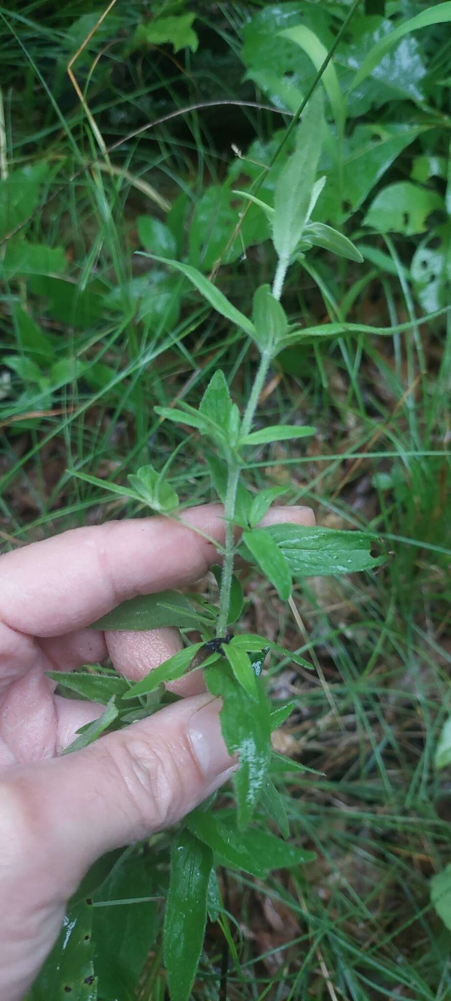 Imagem de Pycnanthemum verticillatum (Michx.) Pers.