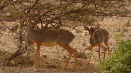 Image of Salt's Dikdik