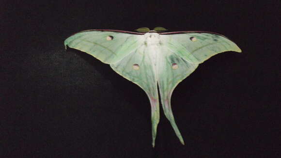 Image of Indian Luna Moth