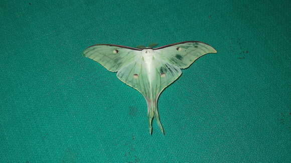 Image of Indian Luna Moth