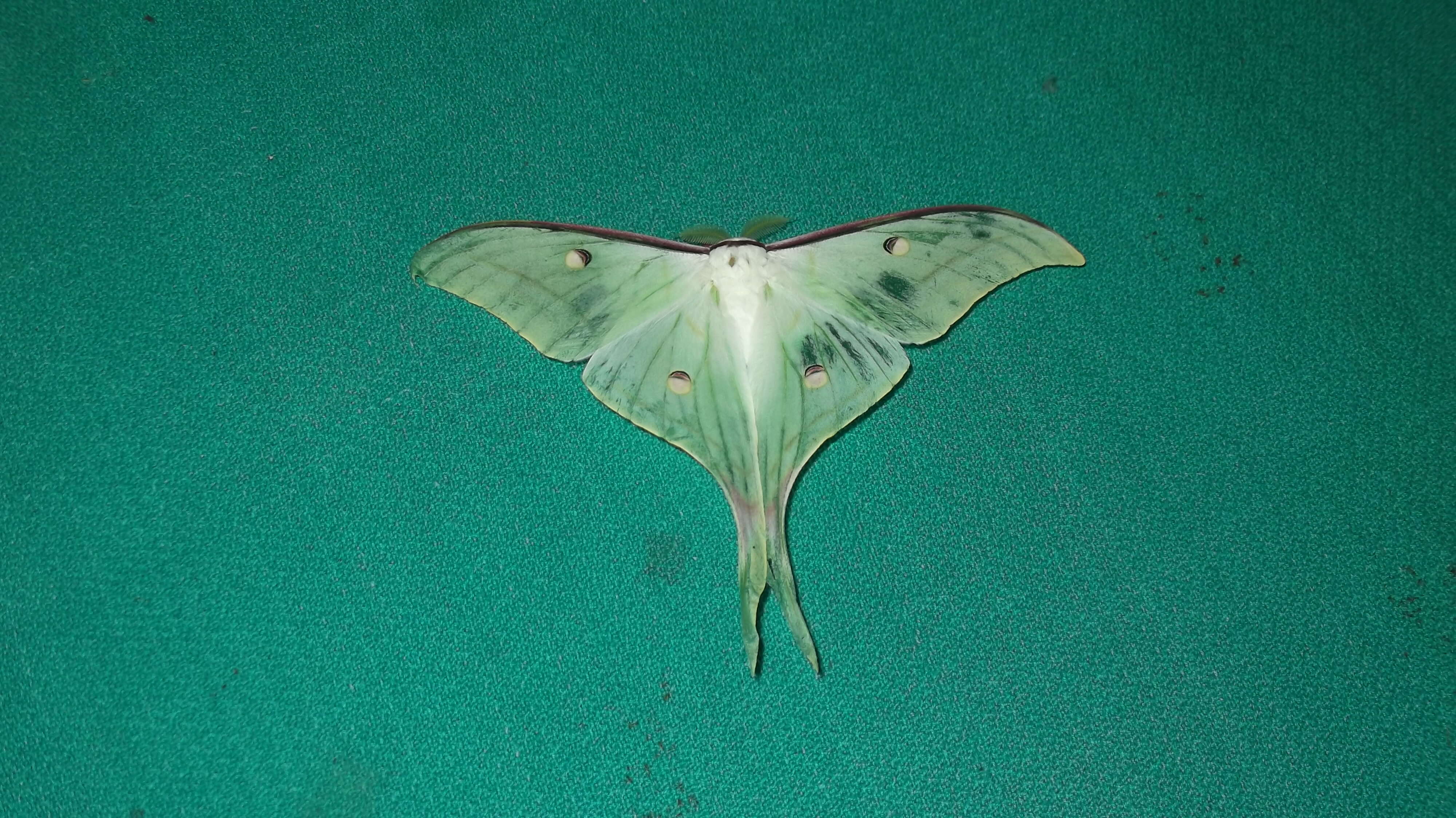 Image of Indian Luna Moth