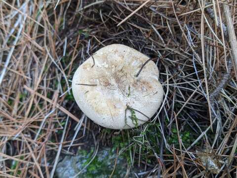 Imagem de <i>Clitopaxillus alexandri</i>